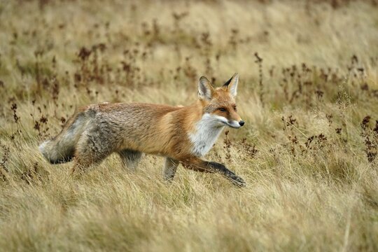 Red fox (Vulpes vulpes) running in a meadow, Czech Republic