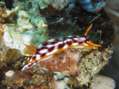 A red-and-white-patterned nudibranch, the purple-spotted nudibranch (Hypselodoris purpureomaculosa), moves across living coral at the Napoleon dive site, Permuteran, Bali, Indonesia