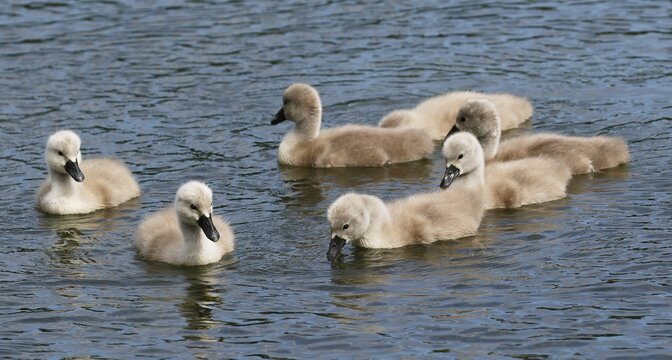 Mute swans (Cygnus olor) seven chicks, Schleswig-Holstein, Germany