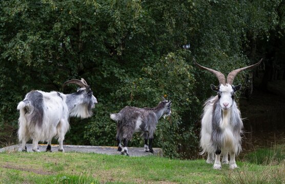 Dutch Land goats (Capra aegagrus hircus), Emsland, Lower Saxony, Germany