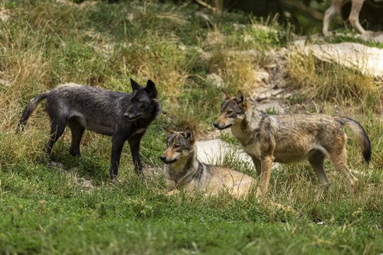 Algonquin wolf (Canis lupus lycaon), wolf, American wolf, wolf pack on a hill, Germany