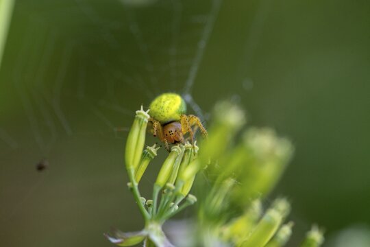 Arachnida, Araniella cucurbitina, cucumber green spider, arachnids, spiders, spiders