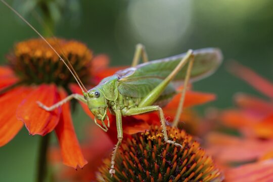 Locust, Great green bush cricket (Tettigonia viridissima) sitting on flower of Purple Cone flower (Echinacea purpurea), Bavaria, Germany