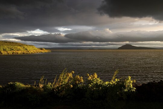 Norwegian angelica (Angelica archangelica) and grassy shore in the evening light, M&yacute;vatn, North Iceland, Iceland