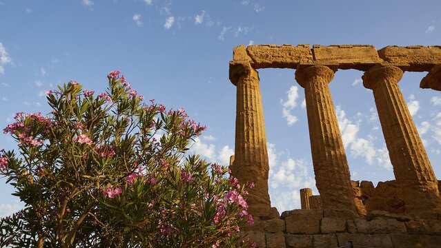 Evening light, row of columns, chapter, entablature, oleander bush, Hera temple, valley of the temples, valle dei templi, Agrigento, Sicily, Italy