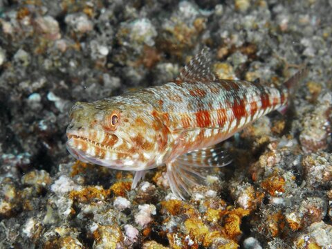 A red spotted marbled lizardfish (Synodus rubromarmoratus) resting camouflaged in a coral reef, dive site Pidada, Penyapangan, Bali, Indonesia
