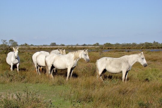 White horses, Camargue horses (Equus caballus), in an open meadow with a blue sky in the background, Camargue, Provence, France