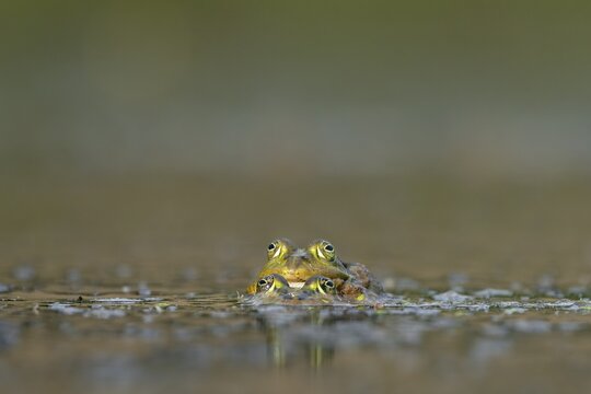 Water frogs (Pelophylax cl. esculentus) during mating, spawning season, Germany