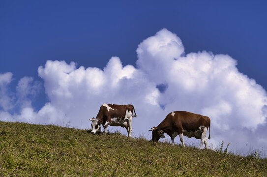 Dairy cows in the pasture, clouds, Melchsee-Frutt, Kerns, Canton Obwalden, Switzerland