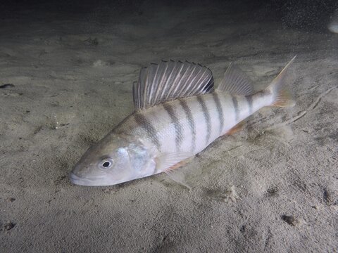 A perch (Perca fluviatilis), Egli, Kretzer lies calmly on a sandy bottom under water, dive site Ermitage, K&uuml;snacht, Lake Zurich, Canton Zurich, Switzerland