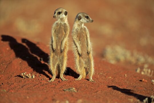 Two Meerkats (Suricata suricatta), adult, standing upright, alert, Tswalu Game Reserve, Kalahari, North Cape, South Africa