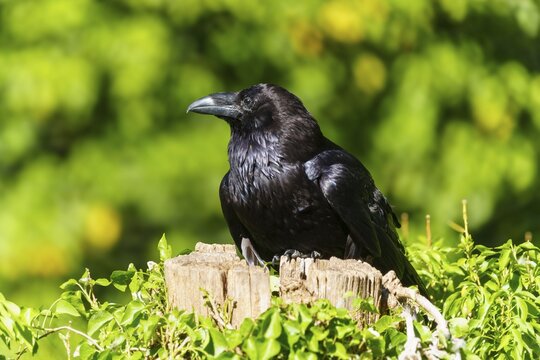 Raven resting on a wooden stump, surrounded by green foliage, Raven (Corvus corax), Germany
