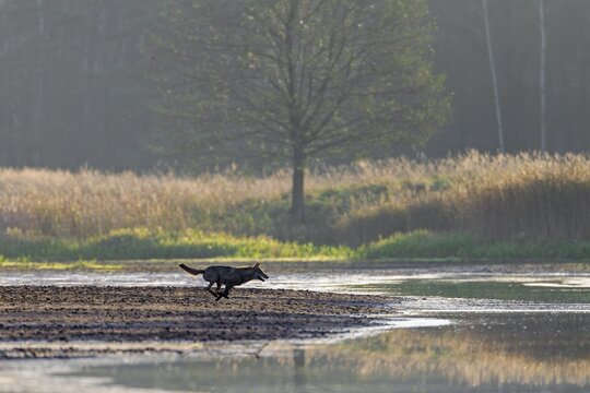 A few seconds after the red animal and calf have disappeared from view, a hunting wolf (Canis lupus) appears at high speed, hunting, pursuit, Germany