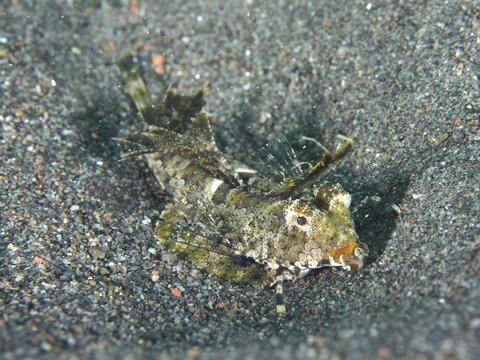 A finger lyrefish, giant lyrefish (Dactylopus dactylopus) with camouflage, embedded in the sandy seabed, dive site Puri Jati, Umeanyar, Bali, Indonesia