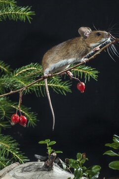 Apodemus flavicollis, yellow-necked mouse, rodents, rodentia, yellow-necked mouse, high size, portrait format, mammals, mouse, mouse, muroids, mice, rodents, mammals