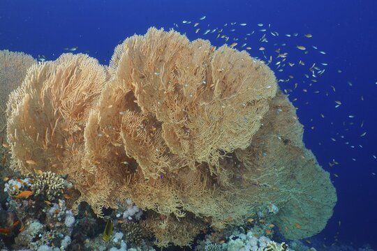Giant sea fan (Annella mollis) with a school of sea goldie (Pseudanthias squamipinnis) and Green green chromis (Chromis viridis) . Dive site Strait of Tiran, Sinai, Egypt, Red Sea