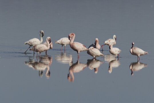 Lesser Flamingos at lake Nakuru, Nakuru national park, Kenya / (Phoenicopterus minor)