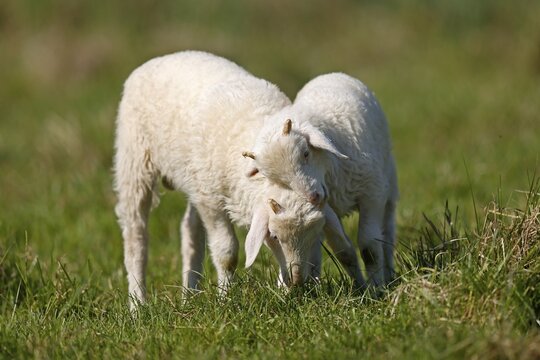 Waldschaf (Landschafrasse) (domestic sheep breed) lambs on a pasture, Germany