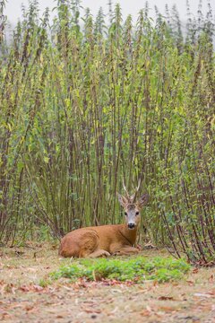 A roe buck (Capreolus capreolus) rests in nettle thicket
