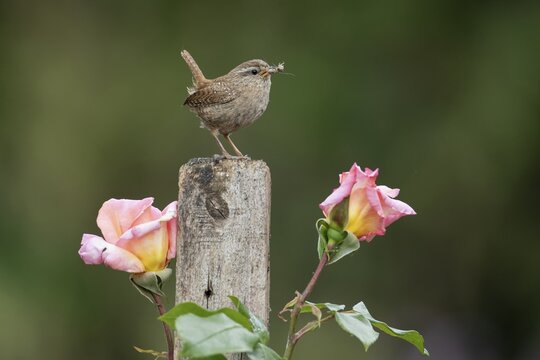 Eurasian wren (Troglodytes troglodytes) adult garden bird with insects for food on a fence post in summer, England, United Kingdom