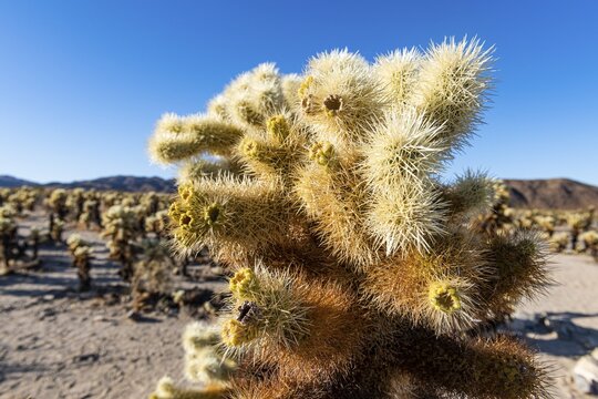Cholla Cactus Garden, Joshua Tree National Park, California, USA