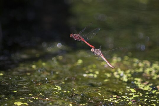 Common heather, sympetrum vulgatum, vagrant darter, anisoptera, couple, damselflies, dragonflies, egg deposition, egg laying, female, insects, dragonflies, male, odonata, mating chain, female