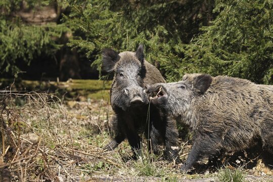 Wild boar (Sus scrofa) strong boar quarrelling in front of spruce thicket, Allg&auml;u, Bavaria, Germany