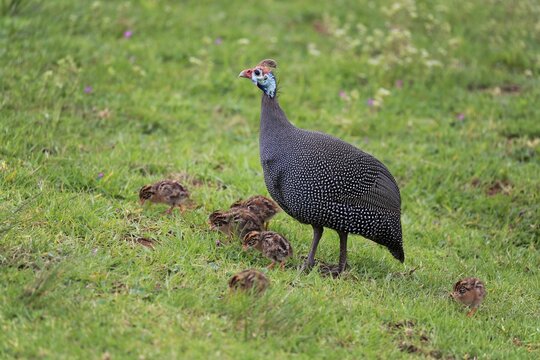 Helmeted guineafowl (Numida meleagris), adult, young animals, chicks, alert, Kirstenbosch Botanical Garden, Cape Town, South Africa