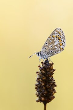 Common blue butterfly (Polyommatus icarus) with dewdrops, North Rhine-Westphalia, Germany
