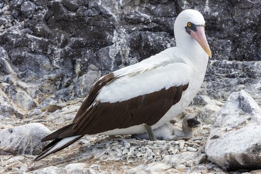 Masked booby (Sula dactylatra), plus chicks, Galapagos, Ecuador