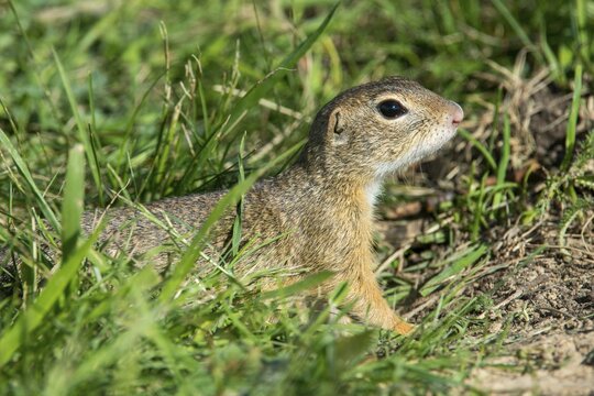 Citellus citellus, Czech Republic, European ground squirrel, common ground squirrel, rodents, rodentia, Czech Republic, mammals, rodents, mammals, ground squirrels