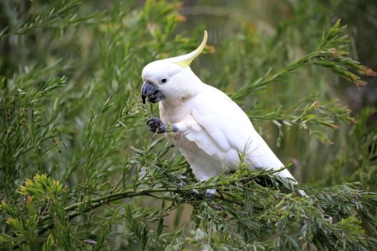 Sulphur-crested cockatoo (Cacatua galerita), adult, sits in the tree and eats, New South Wales, Australia