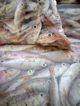 Details of sea fish caught by fishermen from the north coast of Java, Indonesia, which have just been removed from the ship's cold storage.