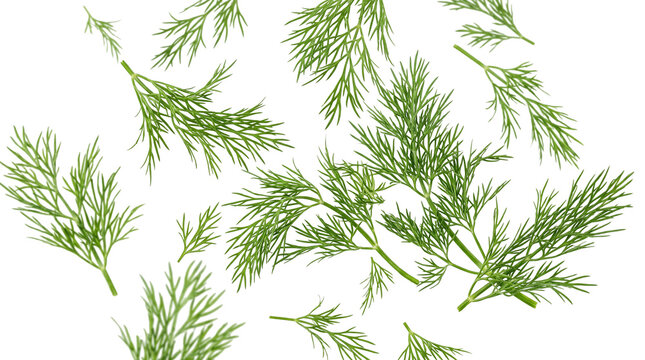 Fresh green dill sprigs pattern isolated on white background, raw organic herbs flat lay for culinary food design