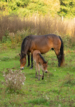 Exmoor Pony Stute mit Fohlen
