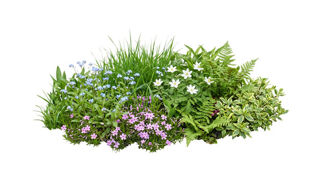 Lush greenery with colorful flowers on transparent background for graphic design