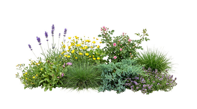 Colorful garden flowers and plants on transparent background PNG with alpha channel