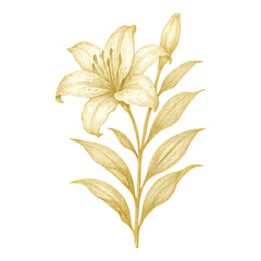 Fototapeta premium PNG Elegant golden lily illustration.