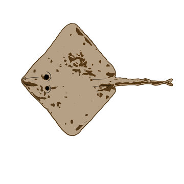 Skate Fish Isolated on Transparent Background &ndash; Flat Marine Fish