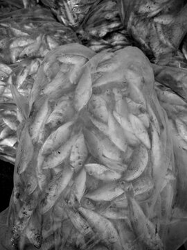 Details of sea fish caught by fishermen from the north coast of Java, Indonesia, which have just been removed from the ship's cold storage.