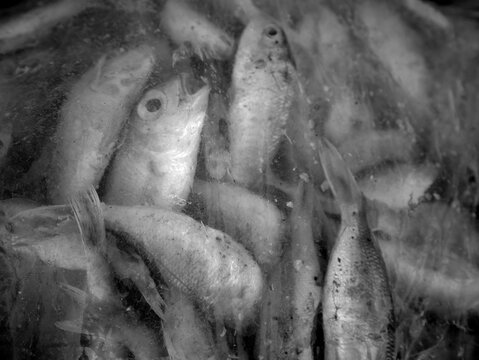 Details of sea fish caught by fishermen from the north coast of Java, Indonesia, which have just been removed from the ship's cold storage.