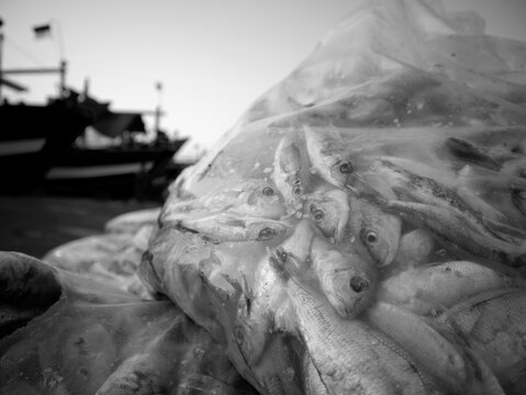 Details of sea fish caught by fishermen from the north coast of Java, Indonesia, which have just been removed from the ship's cold storage.