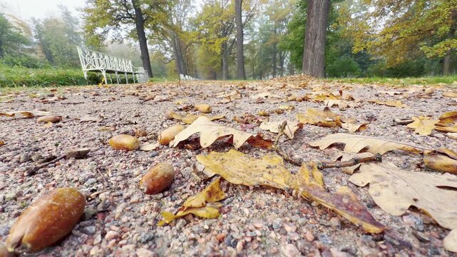 Acorns and oak leaves lie on a gravel path in Catherine Park, Pushkin, Saint Petersburg. A white bench stands among quiet trees, creating a cozy and nostalgic feeling.
