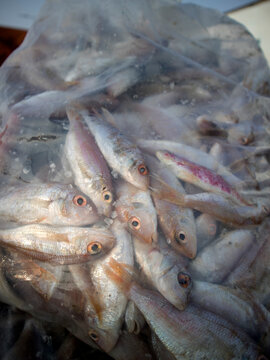 Details of sea fish caught by fishermen from the north coast of Java, Indonesia, which have just been removed from the ship's cold storage.
