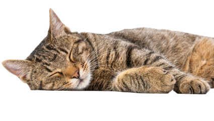 Fototapeta premium Tabby cat sleeping peacefully, isolated on transparent background