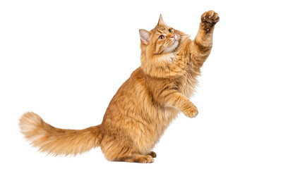Fluffy ginger Maine Coon cat reaching up with paw, isolated on transparent background © ginpi