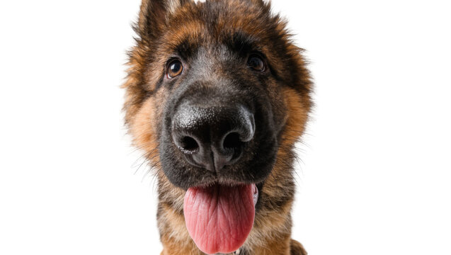 German Shepherd puppy with brown and black fur panting with tongue out, isolated on transparent background