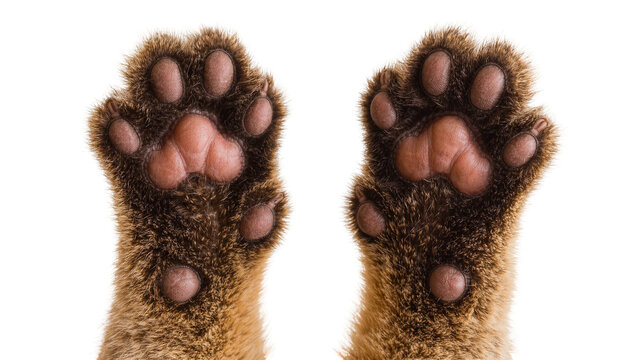 Furry brown cat paws with pink pads, isolated on transparent background