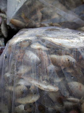Details of sea fish caught by fishermen from the north coast of Java, Indonesia, which have just been removed from the ship's cold storage.