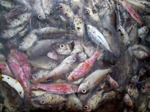 Details of sea fish caught by fishermen from the north coast of Java, Indonesia, which have just been removed from the ship's cold storage.